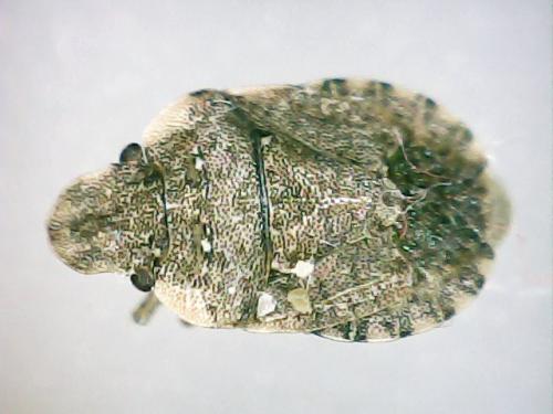 Réf. 188 886 : Sciocoris sideritidis